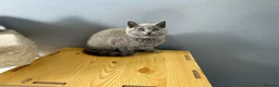 British Shorthair cats for sale: British Shorthair - Advert 5