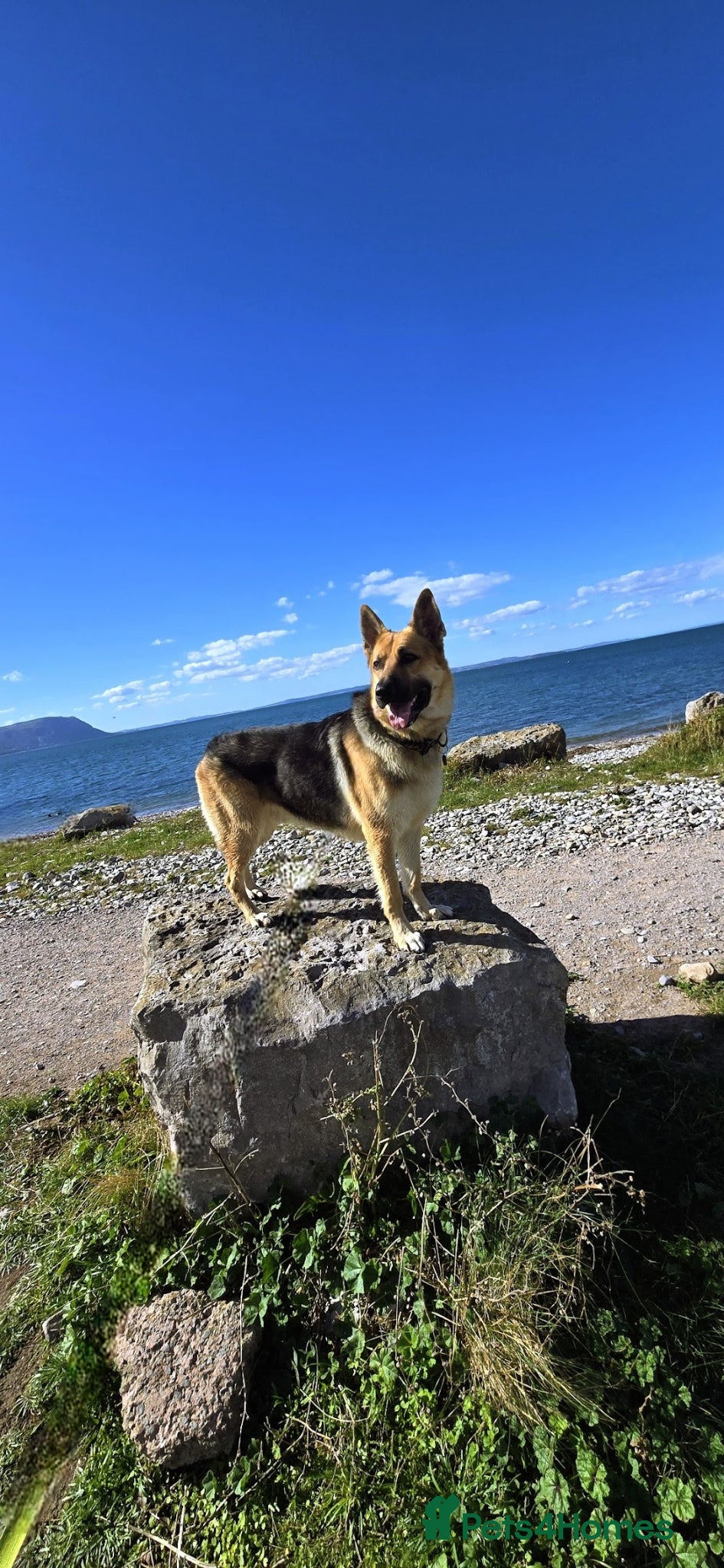 German Shepherd dogs for stud: STUD GERMAN SHEPHERD  - Advert 2