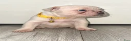 French Bulldog dogs for sale: Stunning French bulldog puppies  - Advert 5