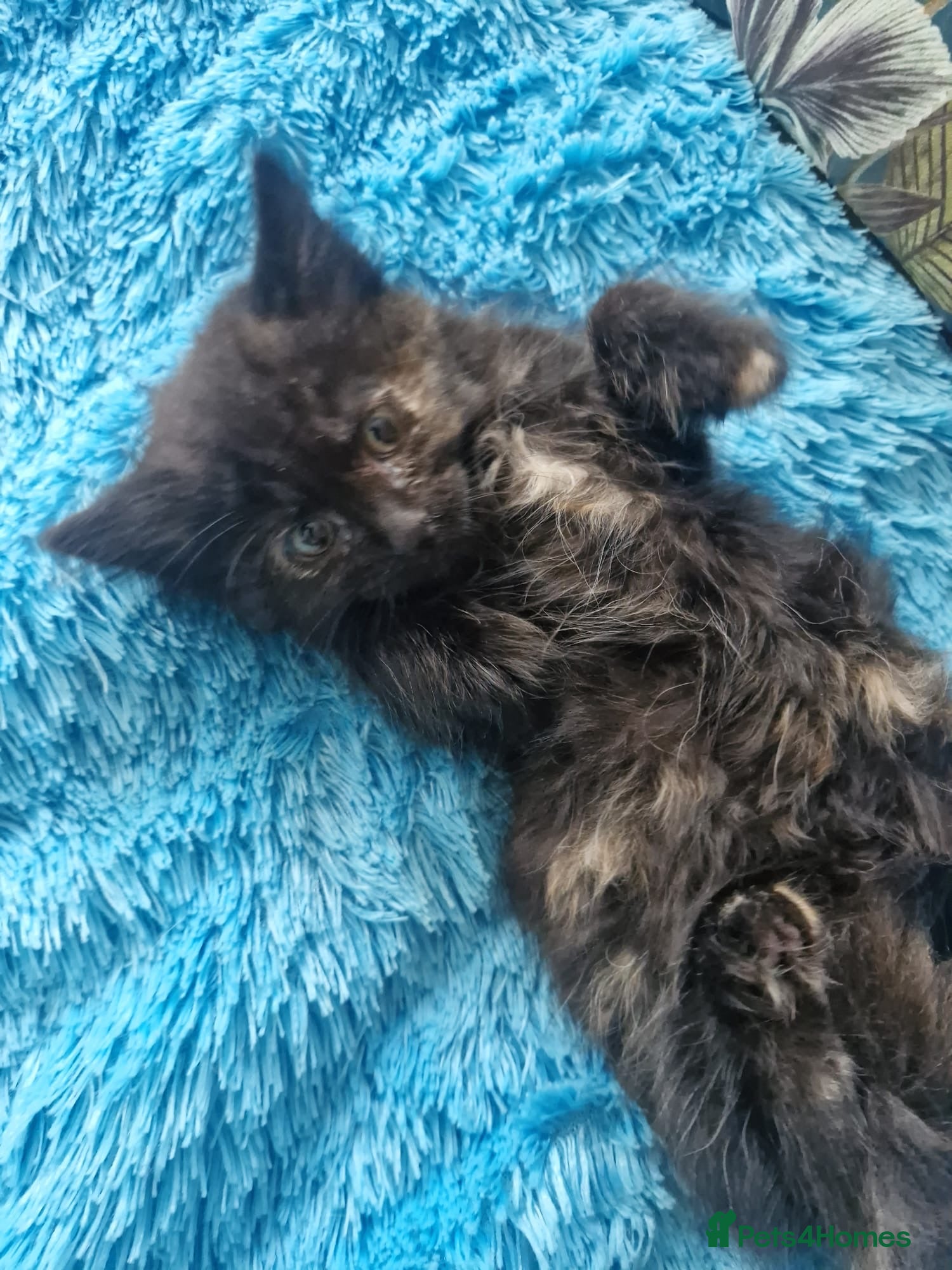 Mixed Breed cats 🐾 3 beautiful fluffy girls looking for new home . - Advert 2