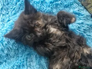 Mixed Breed cats 🐾 3 beautiful fluffy girls looking for new home . - Advert 2