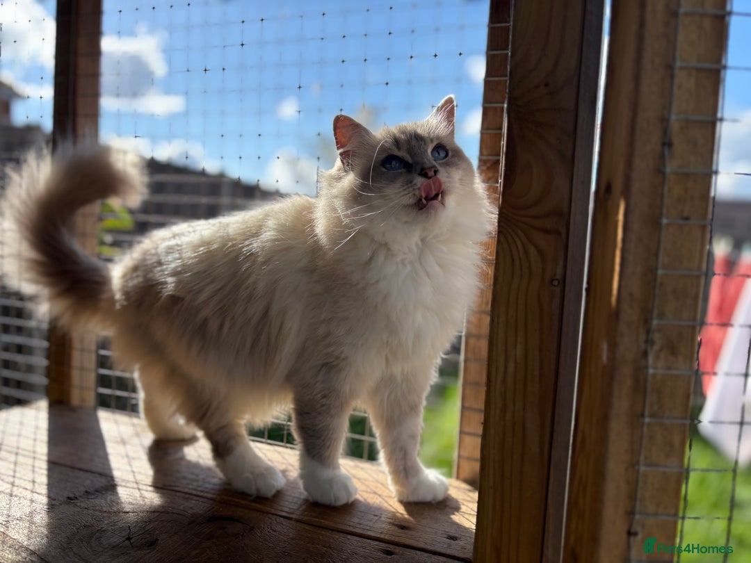 Ragdoll cats for sale: Available gccf registered tabby mitted girl  - Image 3