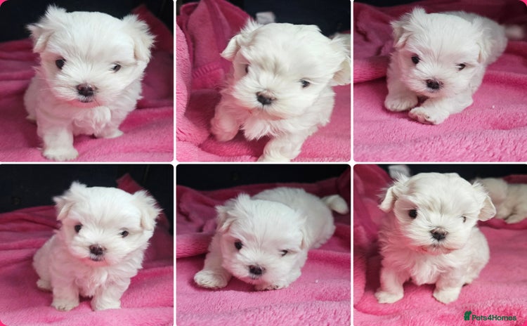 Maltese dogs - Advert 1