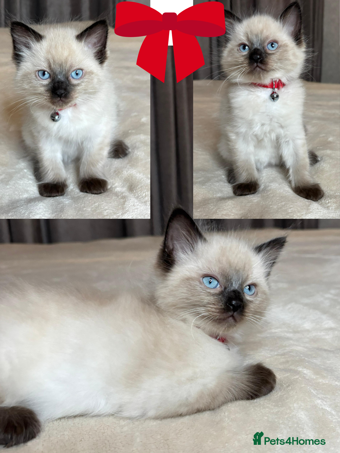 Ragdoll cats for sale: 6 beautiful PURE Ragdolls - Champion Bloodlines - Image 9
