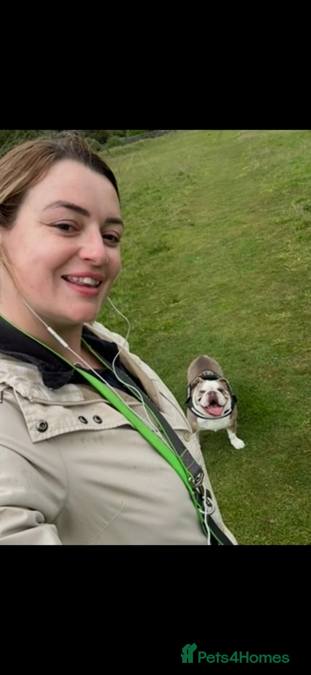 English Bulldog dogs for sale: Bertie Trio colour English bulldog  - Advert 2