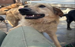 Mixed Breed dogs for adoption: Pettern - Norwich Norfolk  - Image 26