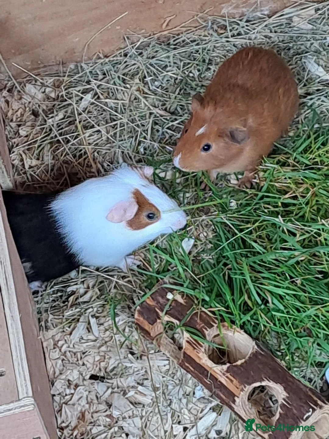 Guinea Pig rodents for sale: Beautiful Baby guinea pigs for sale  - Advert 2