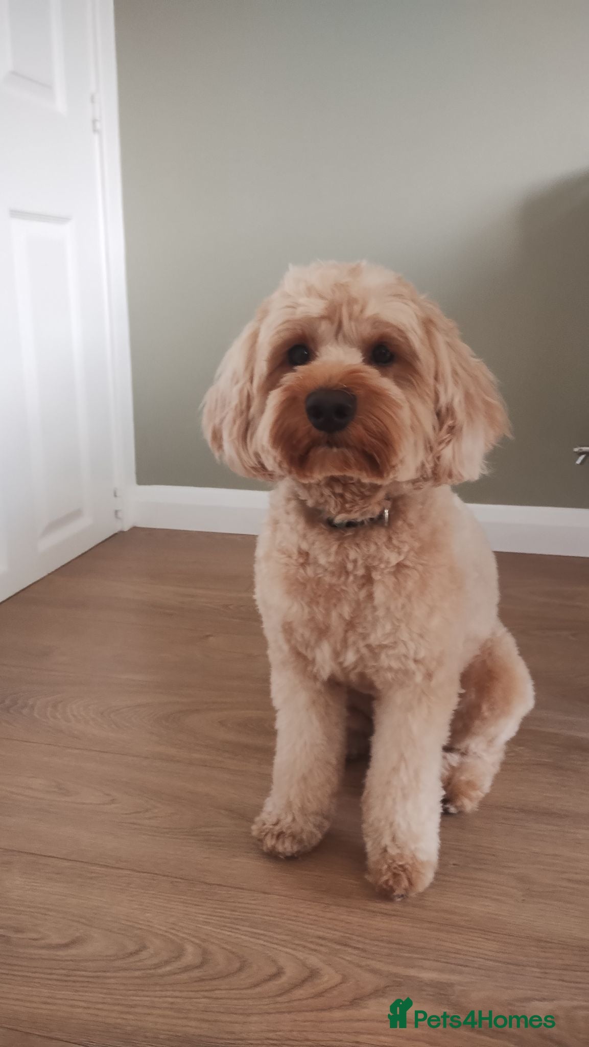 Mixed Breed dogs Cavapoo F1B ready for stud - Advert 19