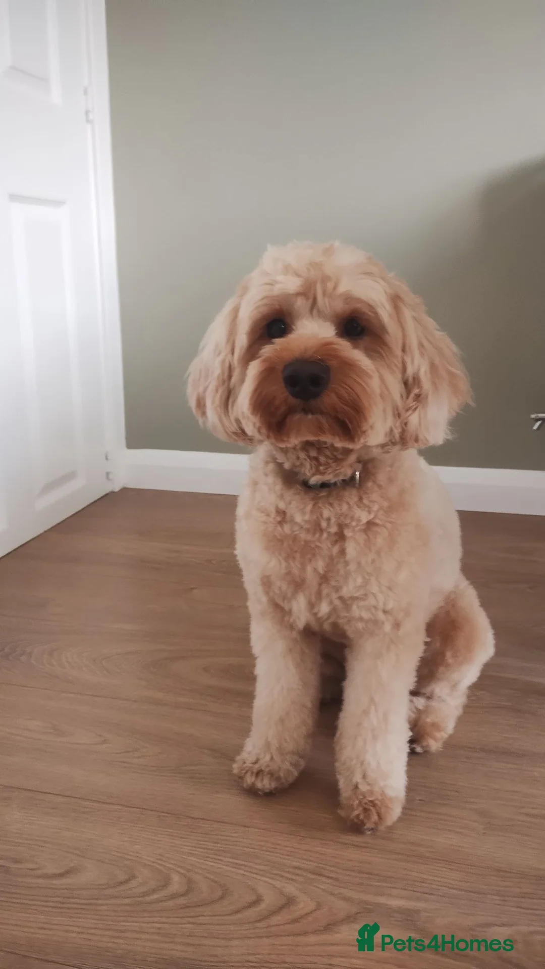 Mixed Breed dogs for stud: Cavapoo F1B ready for stud - Advert 1