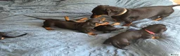 Dachshund dogs for sale: Stunning Standard Smooth hair Dachshund Puppies. - Advert 8