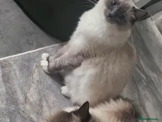 Ragdoll cats Purebred ragdoll kittens - Advert 1