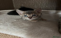 Bengal cats for sale: STUNNING BENGAL KITTENS  - Image 5