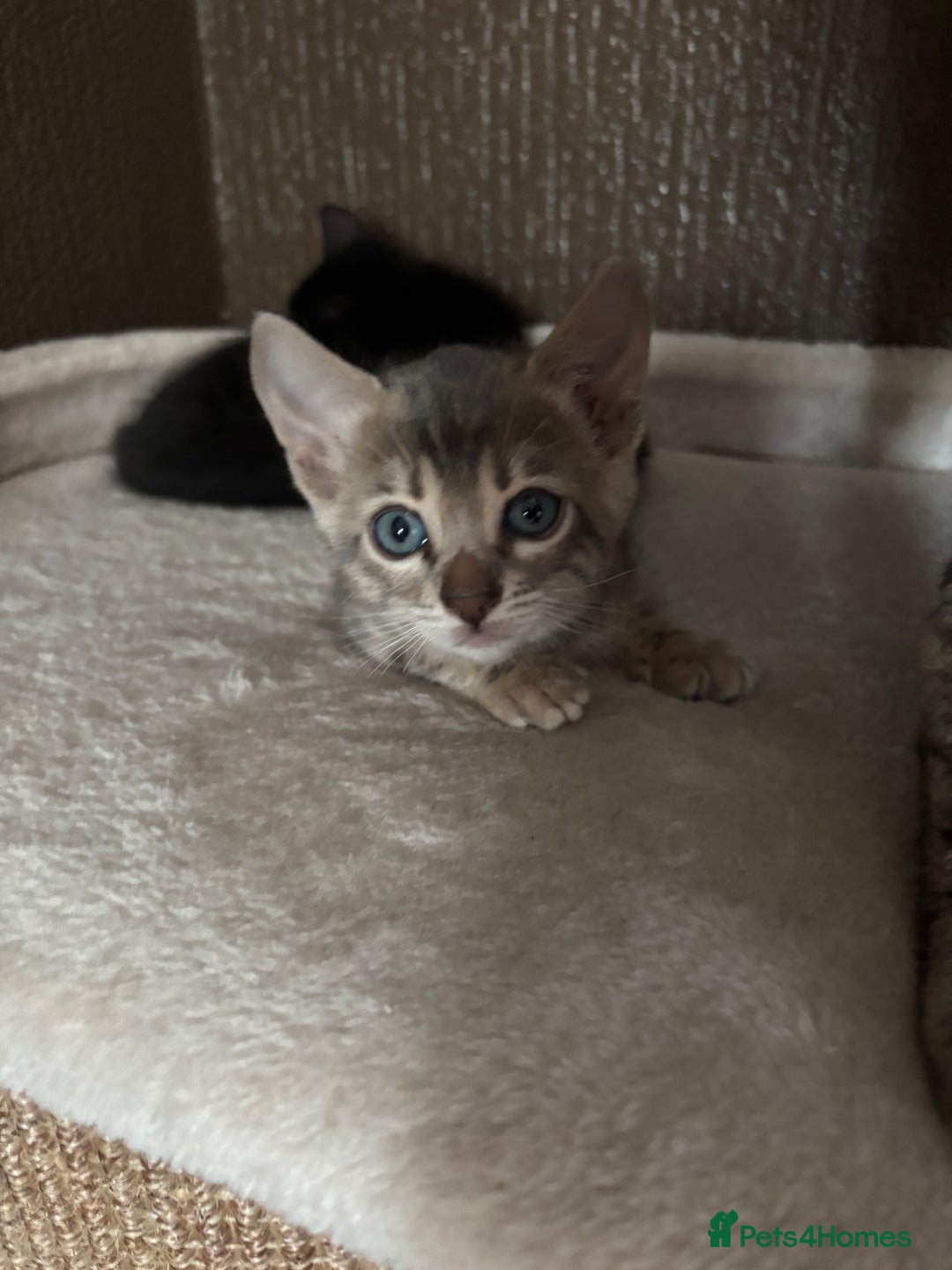 Bengal cats for sale: STUNNING BENGAL KITTENS  - Image 5