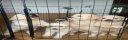 Golden Retriever dogs for sale: STUNNING SHOW LINE GOLDEN RETRIEVER PUPPIES - Advert 6