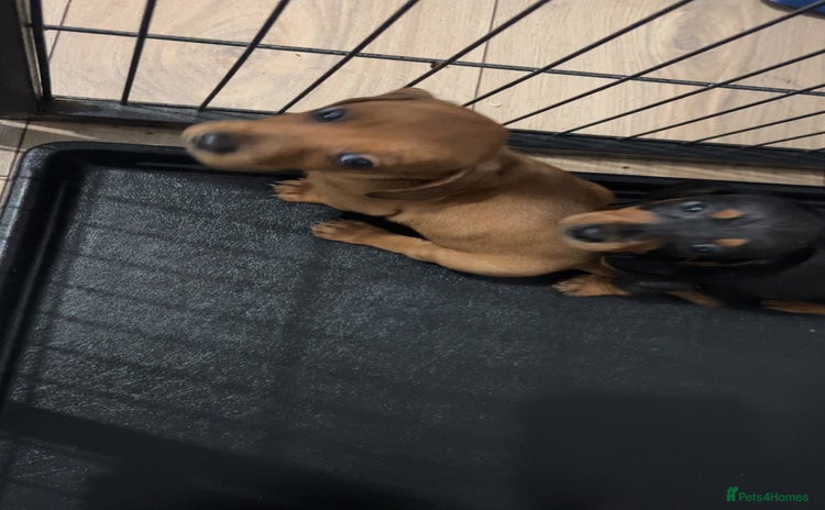 Dachshund dogs - Advert 5
