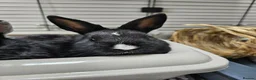 Netherland Dwarf rabbits for sale: Purebred Netherland Dwarf Doe - Advert 4