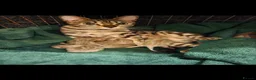 Bengal cats for sale: TICA registered bengal kittens - Advert 13