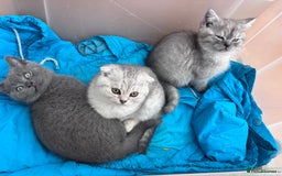 Mixed Breed cats for sale: Clever kittens need a new home  - Image 5