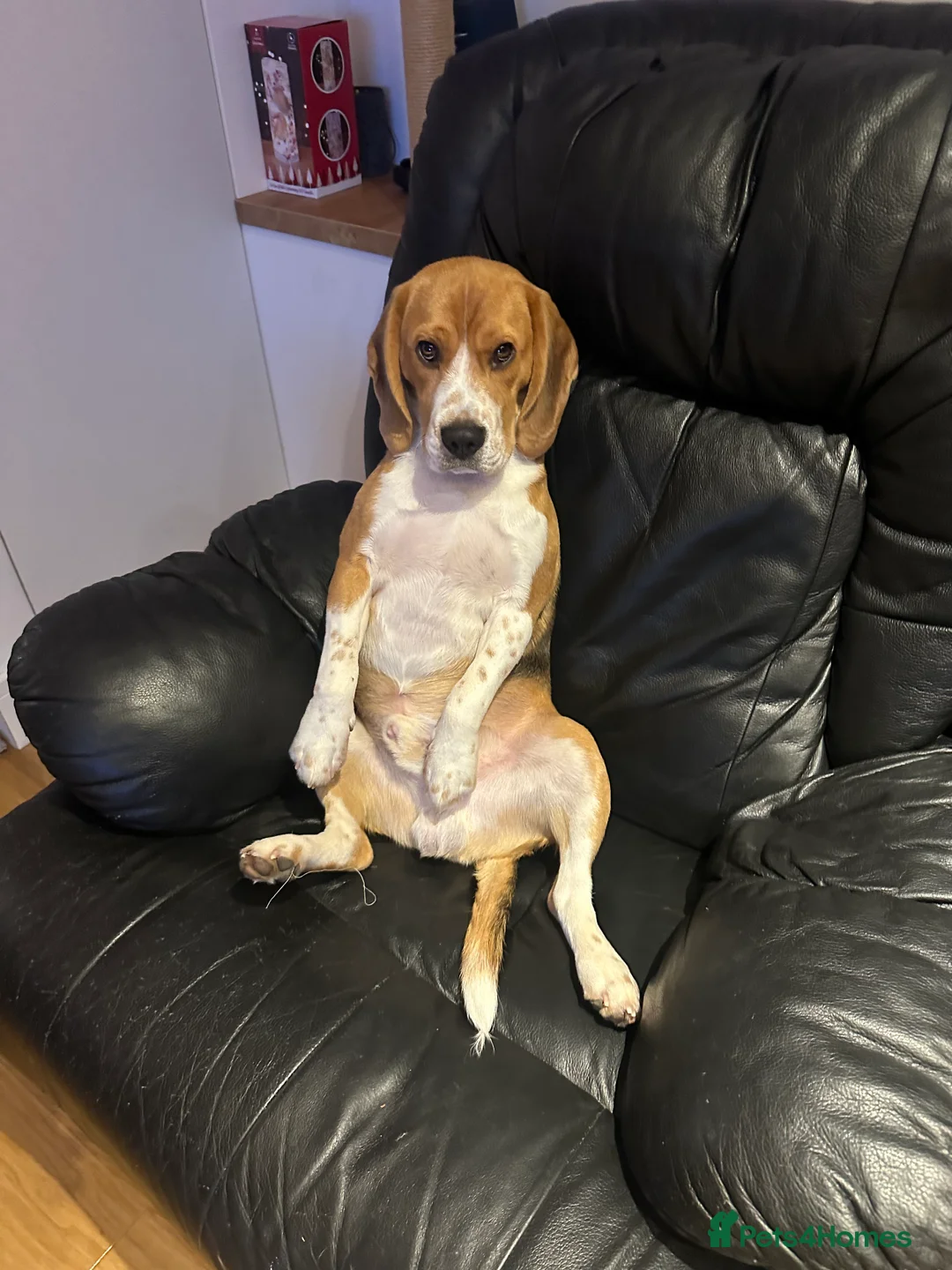 Beagle dogs for sale: 11 months old beagle  - Advert 5