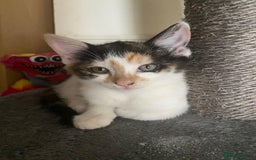 Mixed Breed cats for sale: One female kitten left💕 - Image 8
