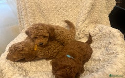 Toy Poodle dogs for sale: 🤎Toy poodles🤎 - Image 16
