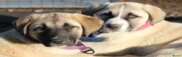 Anatolian Shepherd dogs for sale: Anatolian Shepherd Pups - KC Registered in Carluke - Advert 3