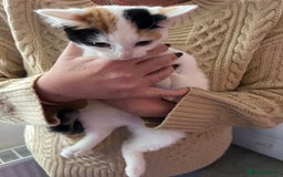 Mixed Breed cats for sale: Two female kittens that need a new home (together) - Advert 4