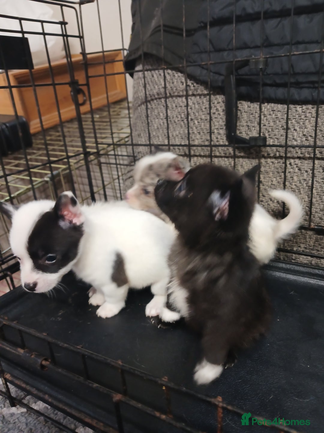Mixed Breed dogs for sale: Pomeranian cross puppies ready now - Image 10