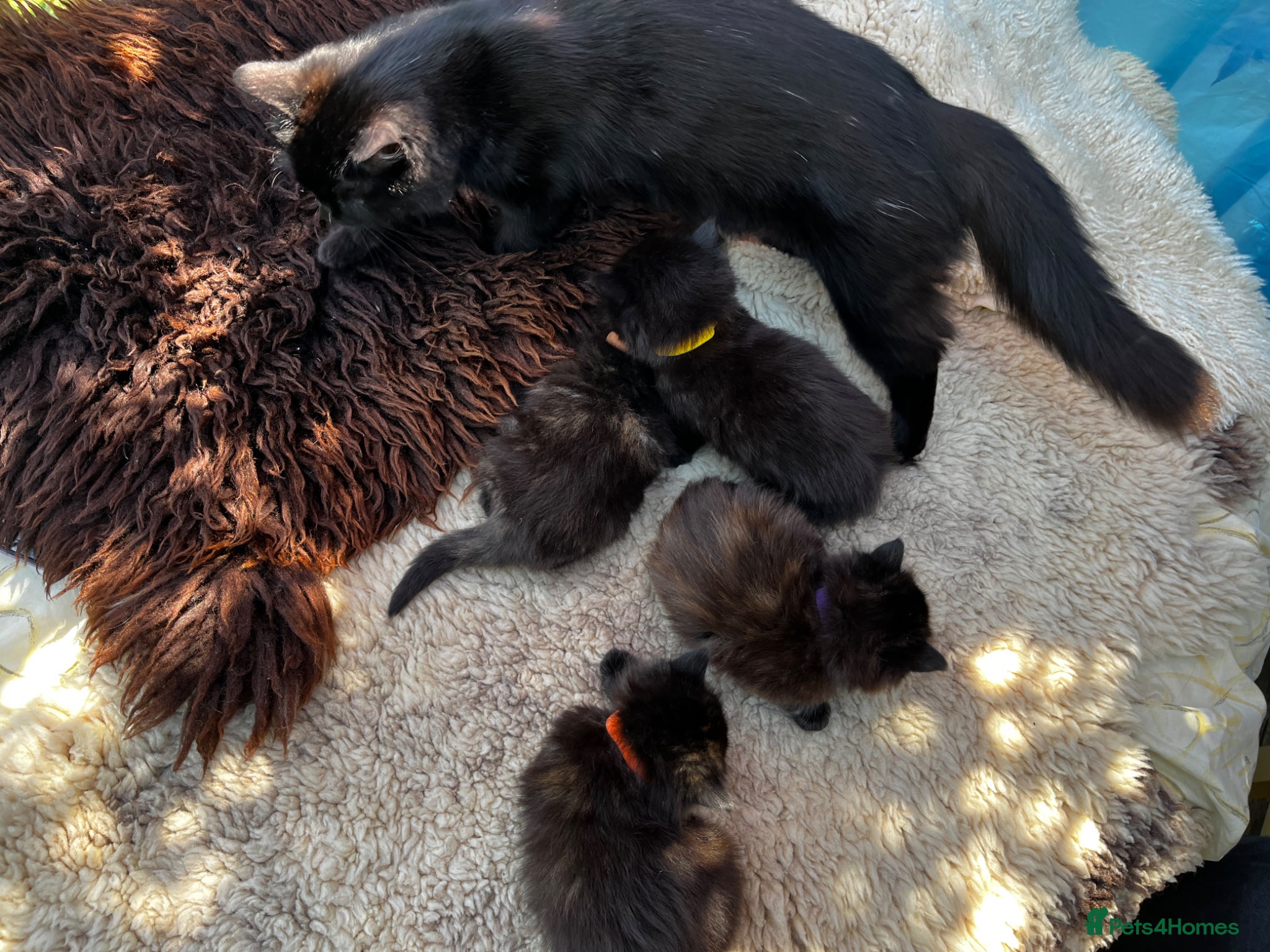 Mixed Breed cats  Amazin Ragdoll kittens all black & Tortoiseshell - Advert 2