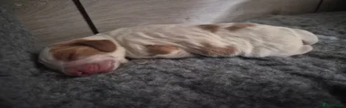 Mo