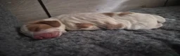 Cocker Spaniel dogs for sale: KC, Docked legally working Cocker Spaniels - Advert 31