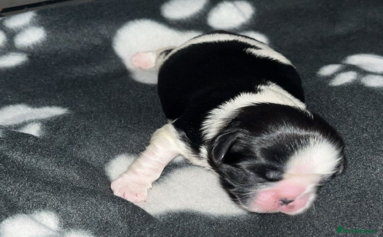 Shih Tzu dogs - Advert 1
