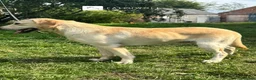 Labrador Retriever dogs for sale: Paddy - Fully Trained Pet Labrador - Advert 2