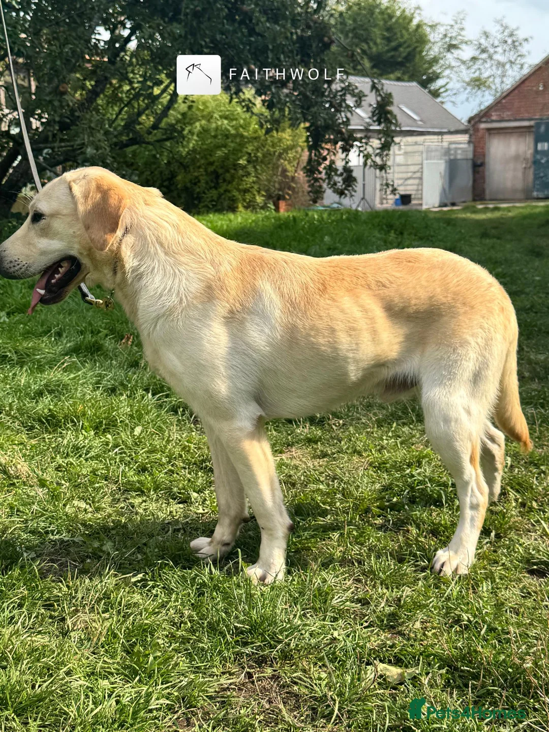 Labrador Retriever dogs for sale: Paddy - Fully Trained Pet Labrador - Advert 2