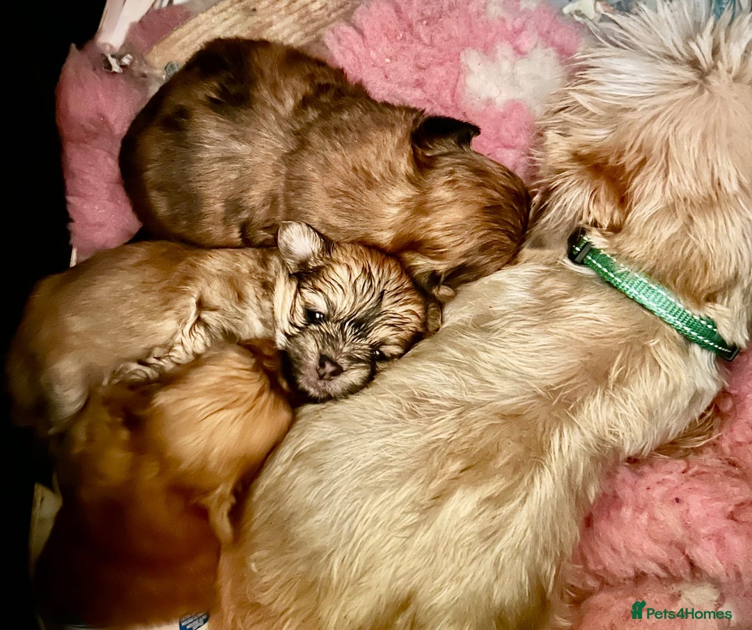 Mixed Breed dogs for sale: TINY IMPERIAL SHITZU X POMERANIAN  - Image 10
