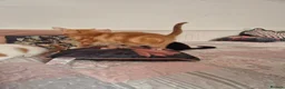 Mixed Breed cats for sale: KITTENS READY TO LEAVE in Oldbury - Advert 18