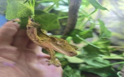 Boa Snake reptiles for sale: BOA & Crested Geckos  - Image 4