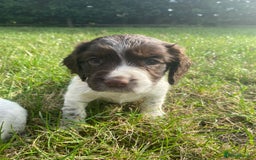 Sprocker dogs for sale:  Sprocker pups - Image 3