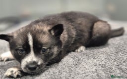 Huskita dogs for sale: FABULOUS HUSKITA PUPPIES Husky x Akita - Image 7