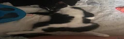 Domestic Shorthair cats for sale: Looking for his forever home - Advert 3