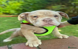 Olde English Bulldogge dogs for sale: Olde English bulldog  - Image 1