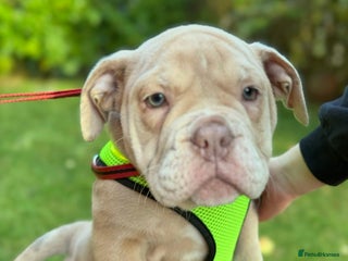 Olde English Bulldogge dogs - Advert 3
