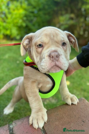 Olde English Bulldogge dogs - Advert 1