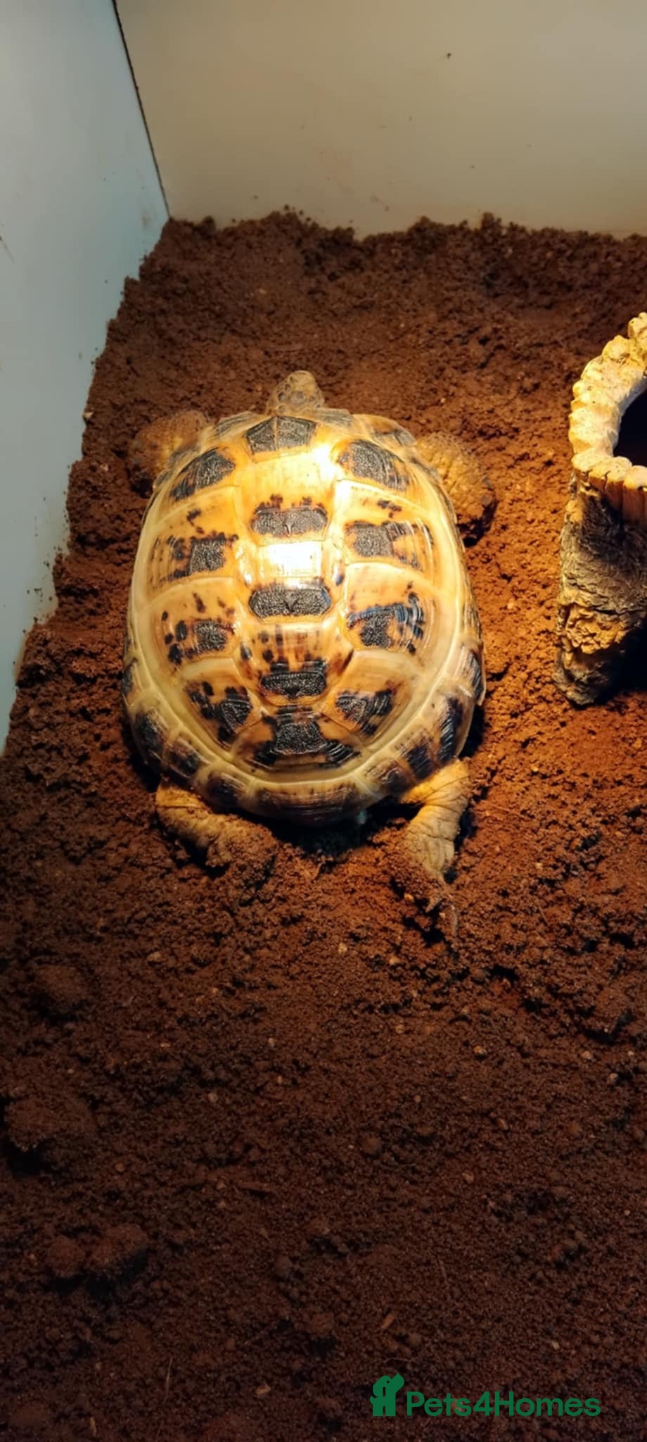 Tortoise reptiles Horsefiled tortoises  - Advert 2