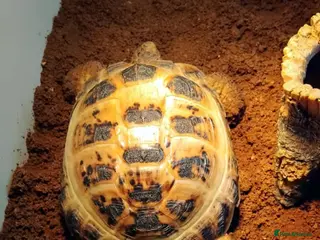 Tortoise reptiles Horsefiled tortoises - Advert 2