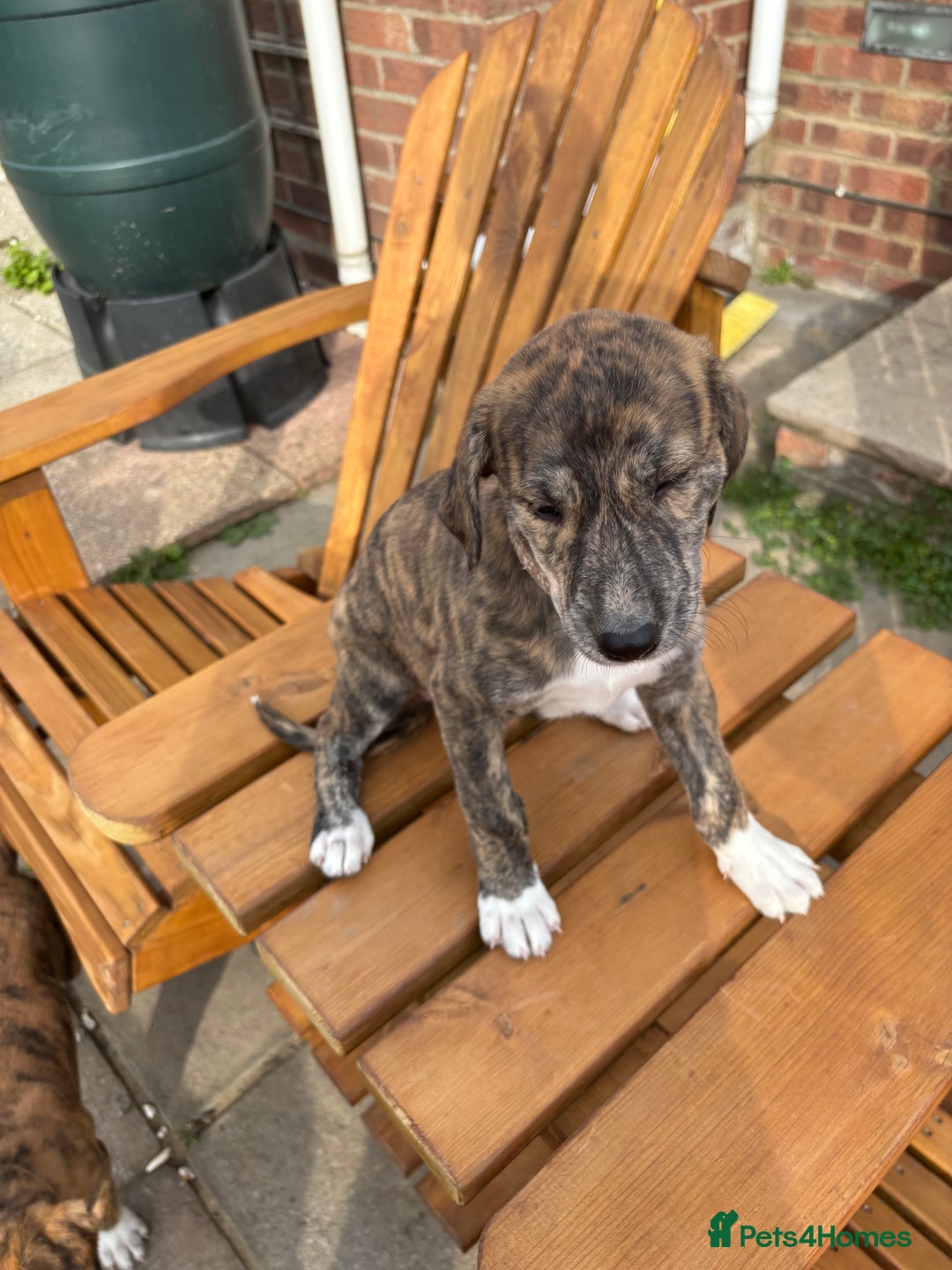 Lurcher dogs for sale: Working lurcher pups  - Image 3