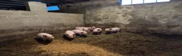 Pig livestock for sale: Pietrain cross Welsh weaners  - Advert 3
