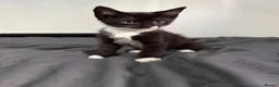 Mixed Breed cats for sale: Black and white kitten - Advert 2