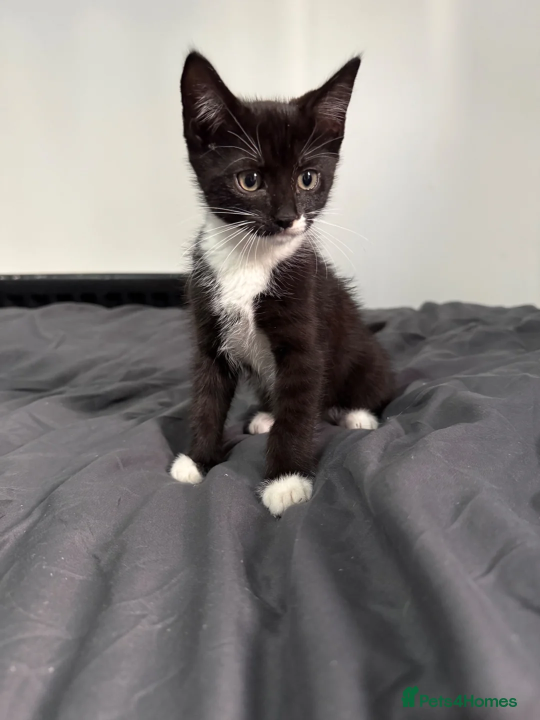 Mixed Breed cats for sale: Black and white kitten - Advert 2