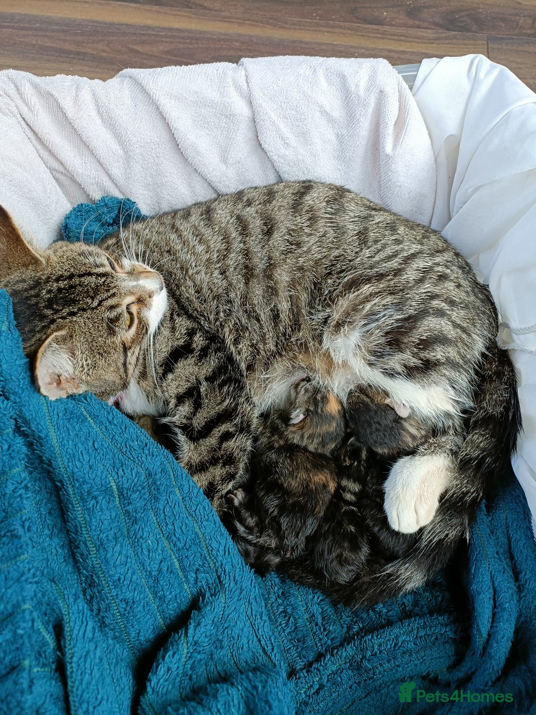 American Shorthair cats for sale: Male kitten available from 11/01/2026 - Advert 4